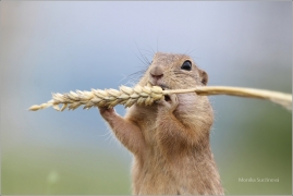 <p>SYSEL OBECNÝ (Spermophilus citellus) /European ground squirrel - Europäischer Ziesel/</p>